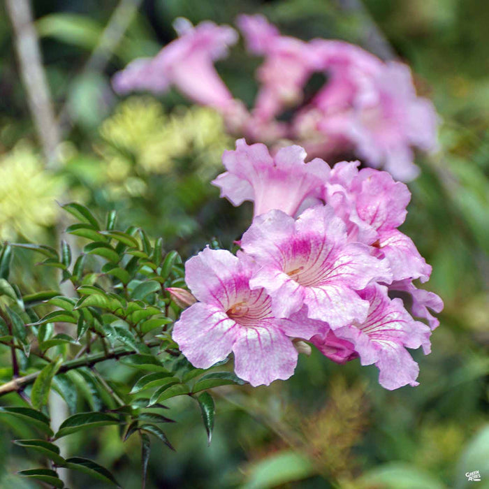 Desert Willow Bubba