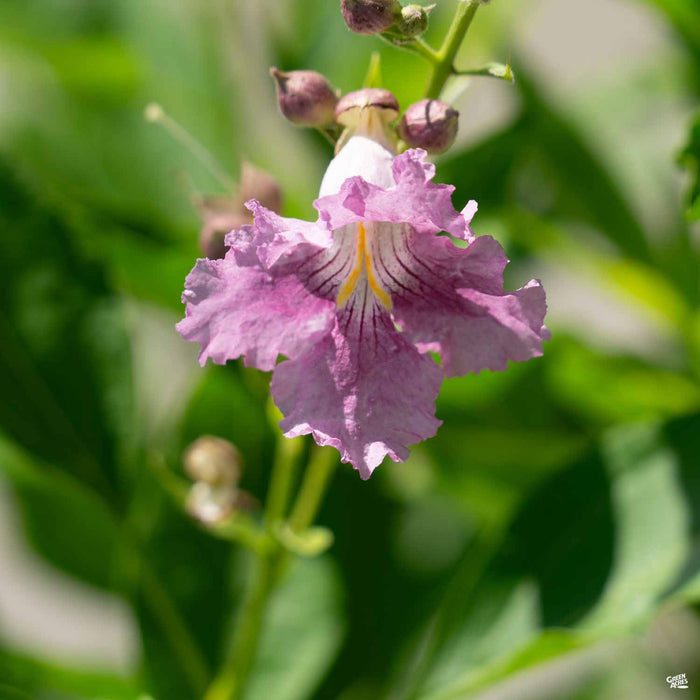Chitalpa Desert Orchid