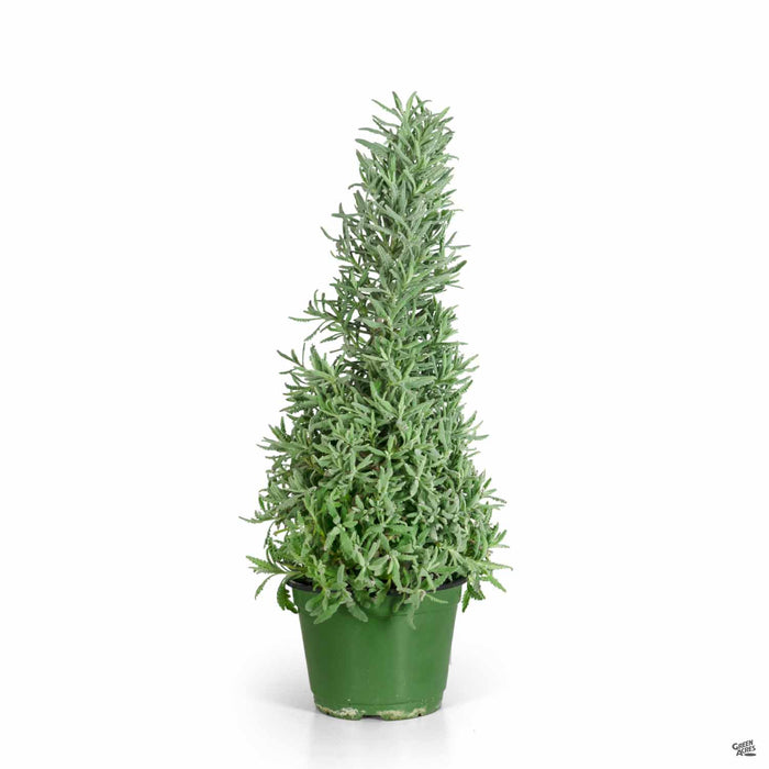 Lavender Goodwin Creek Christmas Cone 6 inch