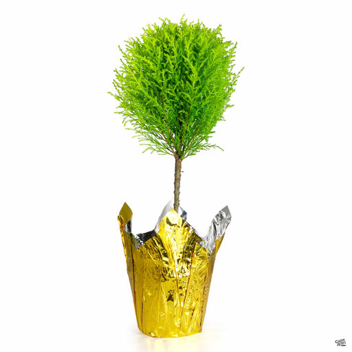 Goldcrest One Ball Topiary - 6 inch