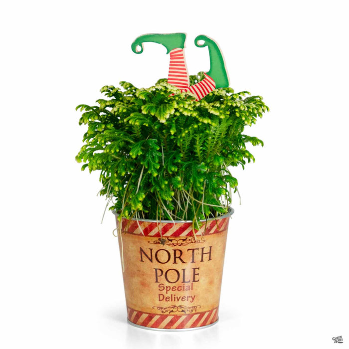 Frosty Fern Upgrade in Tin North Pole Special Delivery