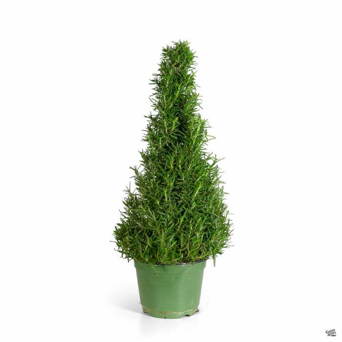 Rosemary Christmas Cone 6 inch