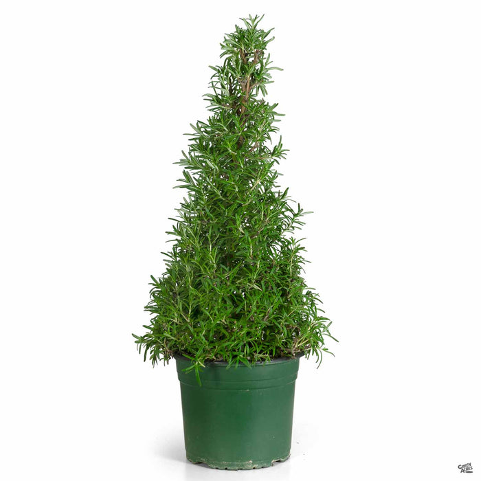 Rosemary Christmas Cone 8 inch