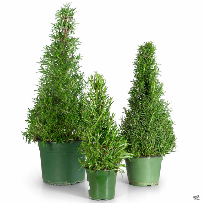Rosemary Christmas Cones
