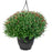 Chrysanthemum 10 inch hanging basket