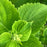 Coleus ColorBlaze Lime Time