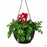 Hanging Basket with Cyclamen and Bacopa