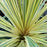 Cordyline Lime Passion