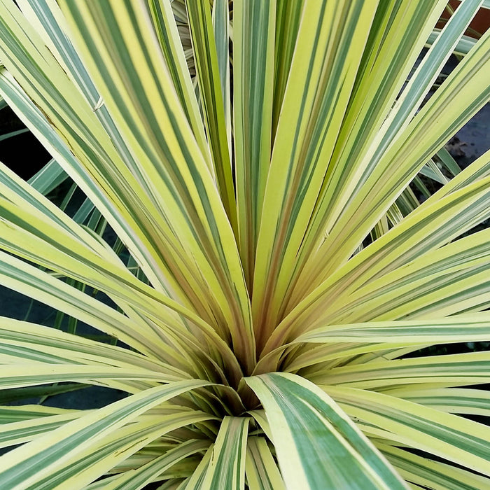 Cordyline Lime Passion