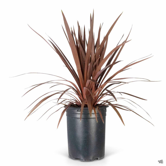 red star plant indoor Cordyline 'Red Star' — Green Acres Nursery & Supply