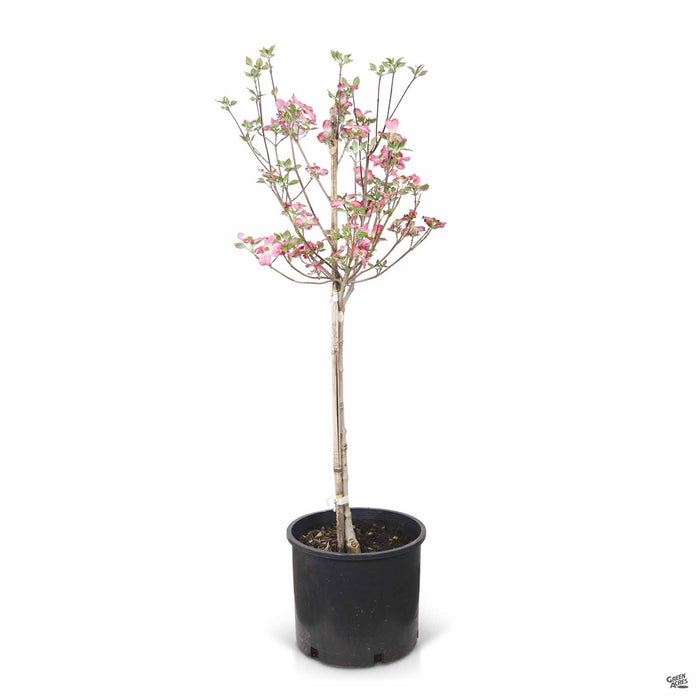 Pink Flowering Dogwood 7 gallon by Sester Farms