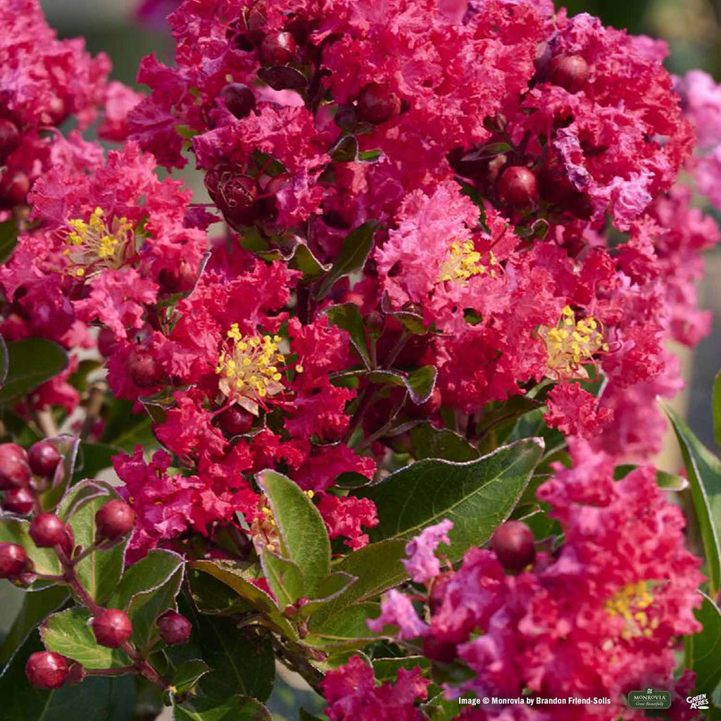 Summerlasting™ Strawberry Crape Myrtle Patio Tree — Green Acres Nursery ...