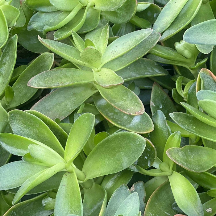 campfire crassula succulent Campfire Crassula — Green Acres Nursery & Supply