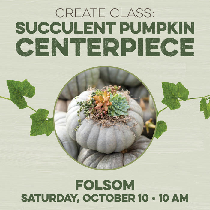 Create Class Succulent Pumpkin Centerpiece in Folsom on October 10 at 10 am.