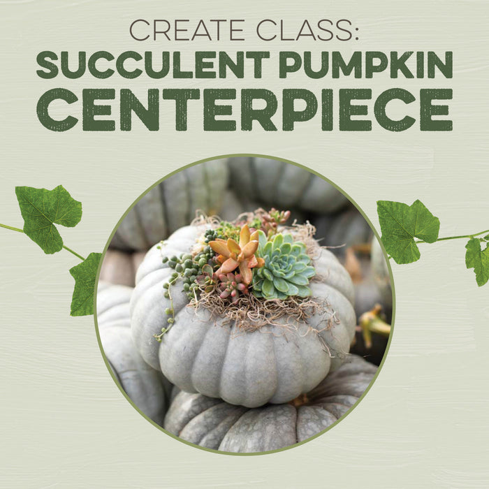 Create Class Succulent Pumpkin Centerpiece.