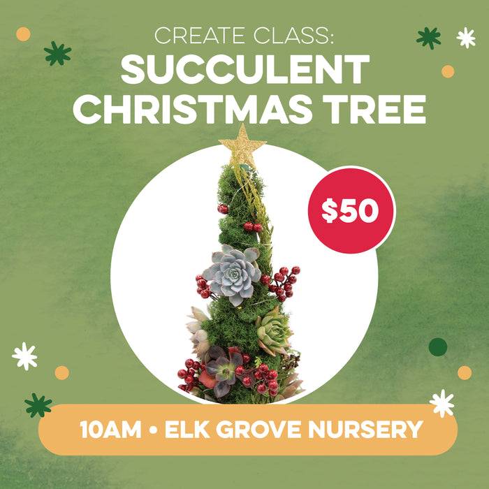 CREATE Class: Succulent Christmas Tree for $50 in Elk Grove at 10am