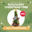 CREATE Class: Succulent Christmas Tree for $50 in Folsom at 10am
