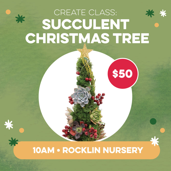 CREATE Class: Succulent Christmas Tree for $50 in Rocklin at 10am