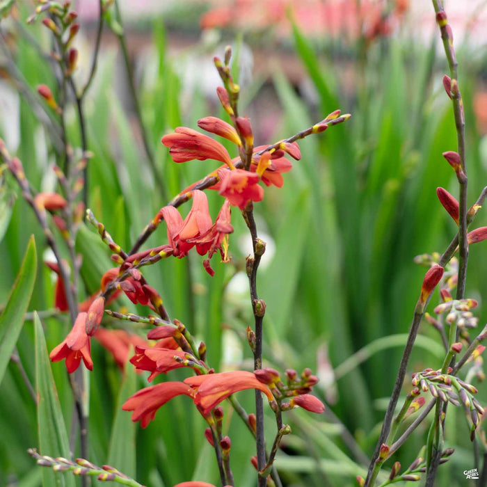 Crocosmia