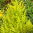 Lemon Cypress Wilma