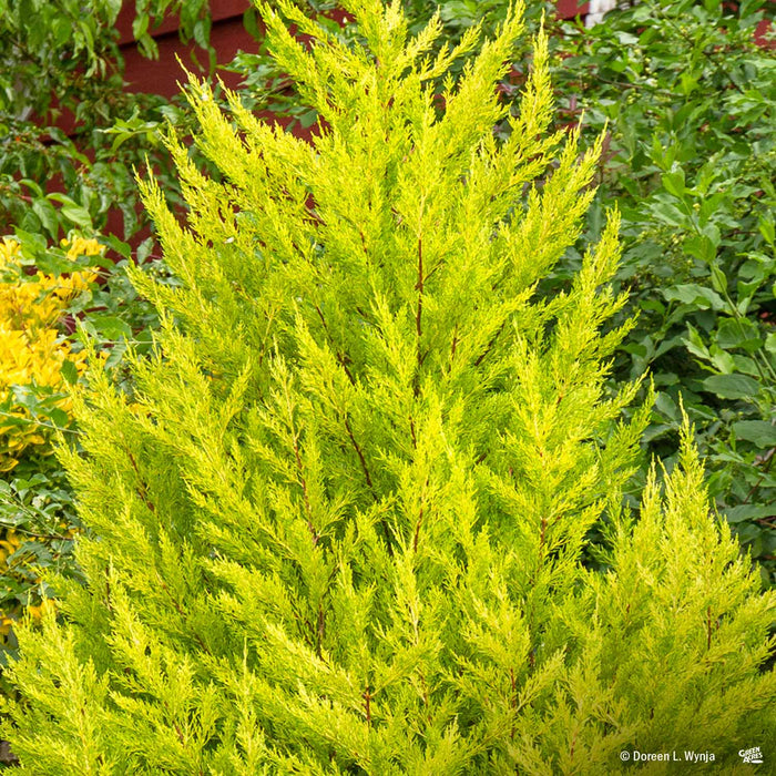 Lemon Cypress Wilma