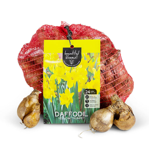 Daffodil Yellow Trumpet 24 count bag
