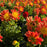 Orange and Yellow Dahlia