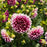 Purple and White Dahlia
