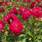 Rose Pink Dahlia