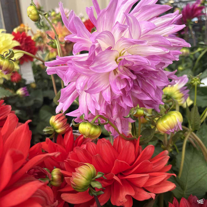 dinner plate dahlia seeds Dinnerplate Dahlia — Green Acres Nursery & Supply