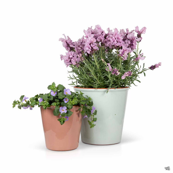 Vasum Pot — Green Acres Nursery & Supply