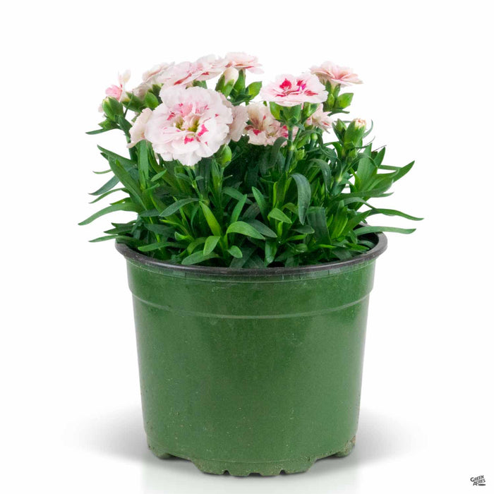 Dianthus Oscar Red Dark Star 6.5 inch