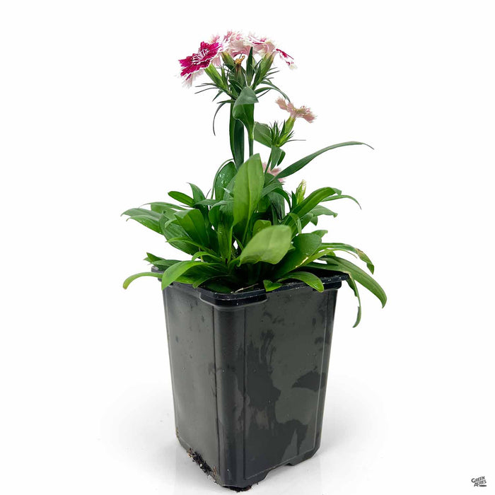 Dianthus 3.25 inch