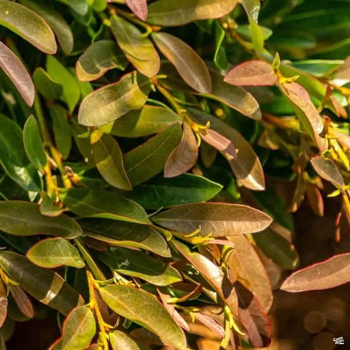 Distylium Cast in Bronze