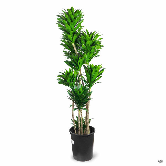 dracaena pineapple plant Dracaena 'JC Compacta' — Green Acres Nursery & Supply