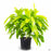 Dracaena Lime Light 10 inch