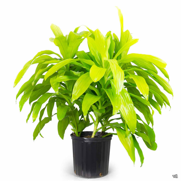 Dracaena Lime Light 10 inch