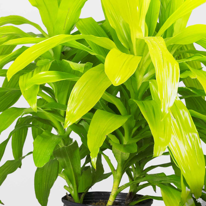 dracaena limelight outdoors Dracaena 'Limelight' — Green Acres Nursery & Supply