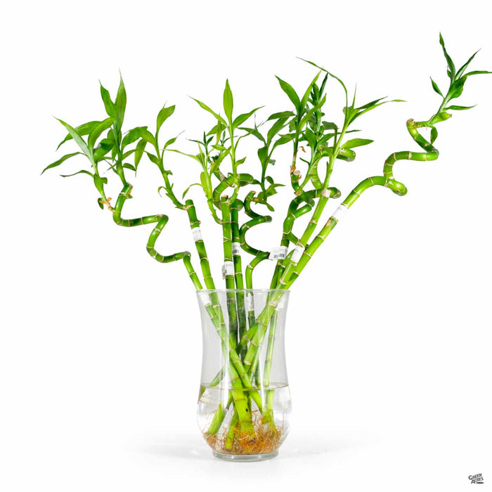 wild lucky bamboo Lucky Bamboo — Green Acres Nursery & Supply