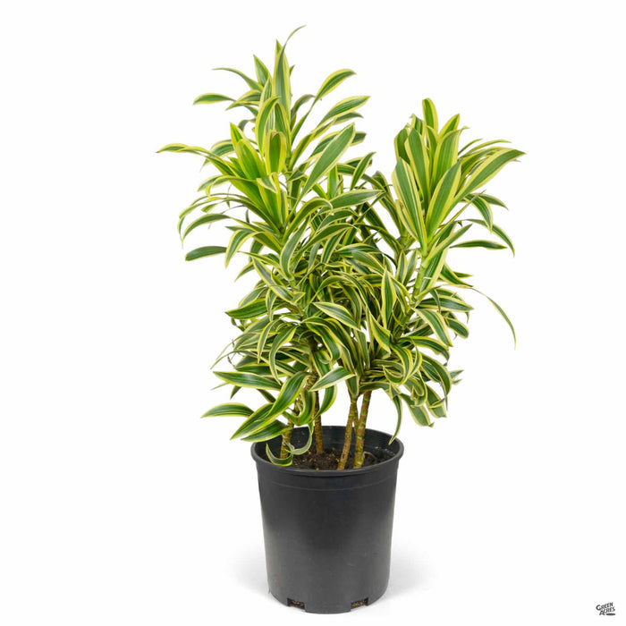 Dracaena Song of India 2 gallon