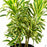Dracaena Song of India