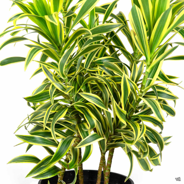 Dracaena Song of India