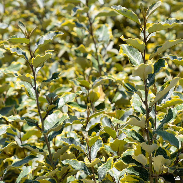 Silverberry 'Olive Martini' — Green Acres Nursery & Supply