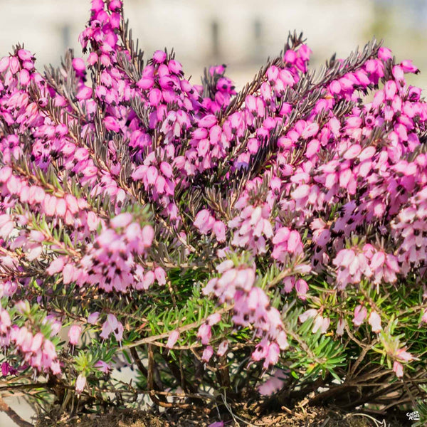 Heath 'Kramer's Rote' — Green Acres Nursery & Supply