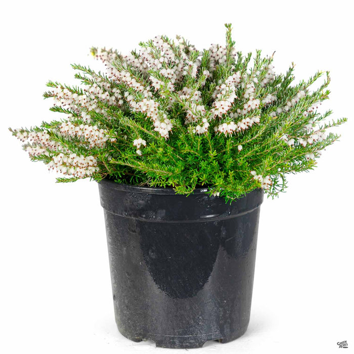 erica heath indoor plant Heath 'Mediterranean White' — Green Acres Nursery & Supply