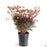 Euphorbia Miners Merlot 1 gallon