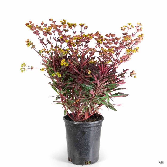Euphorbia Miners Merlot 1 gallon