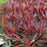 Euphorbia Miners Merlot