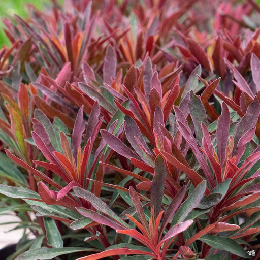 Euphorbia Miners Merlot
