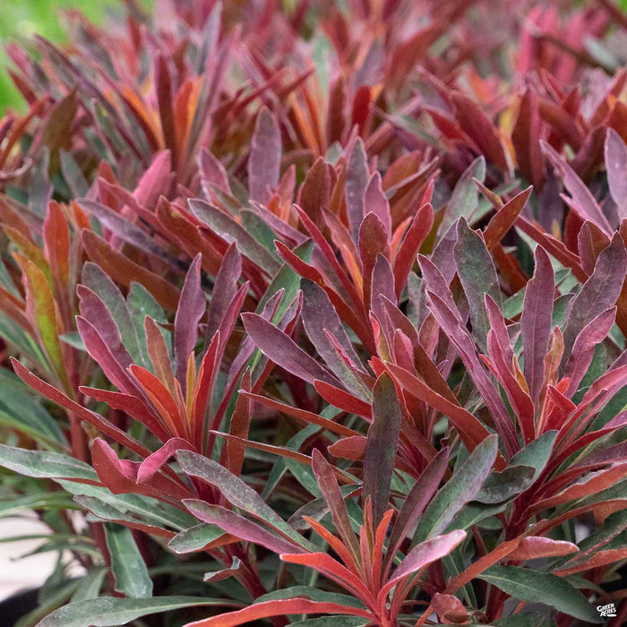 Euphorbia Miners Merlot